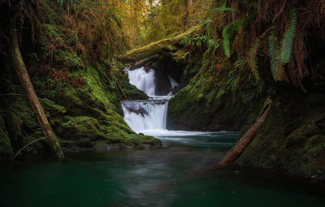 Photo wallpaper forest, river, waterfall, moss, log, cascade, Washington, Olympic National Park