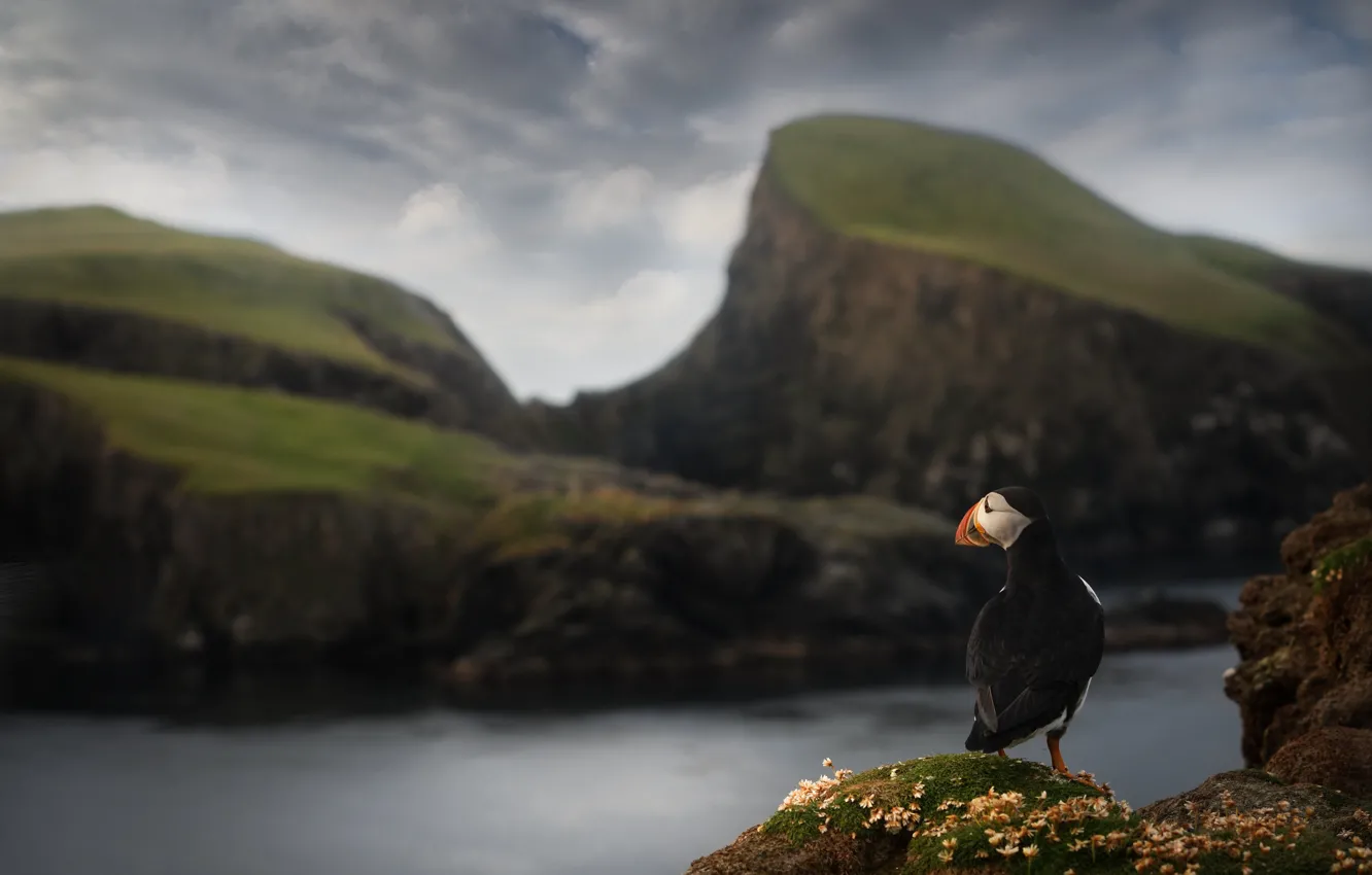 Photo wallpaper mountains, nature, bird, stalled, pond