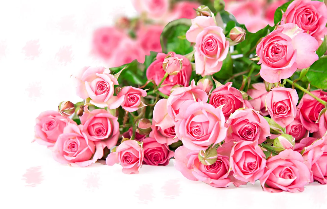 Photo wallpaper roses, bouquet, buds