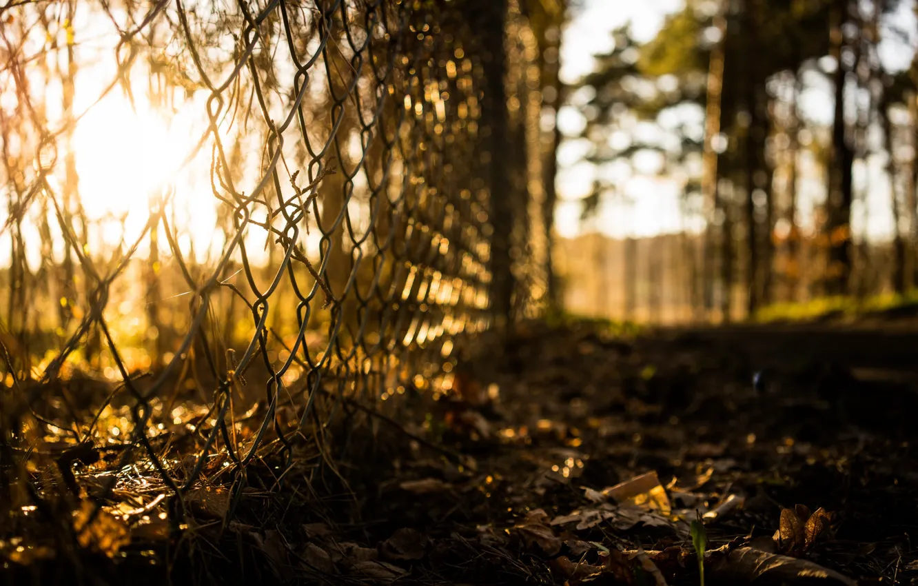 Photo wallpaper grass, the sun, macro, mesh, netting