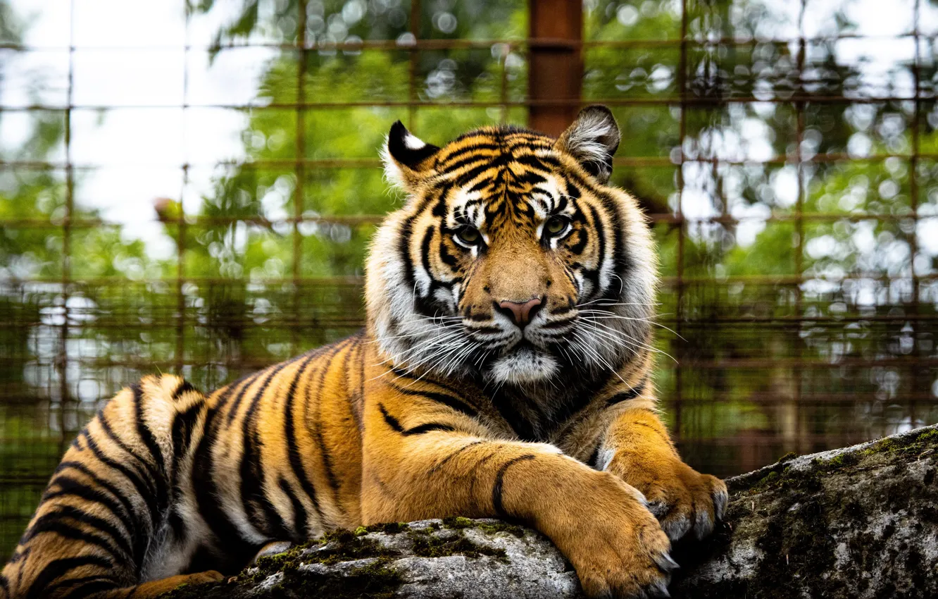 Photo wallpaper look, face, tiger, the fence, zoo, bokeh