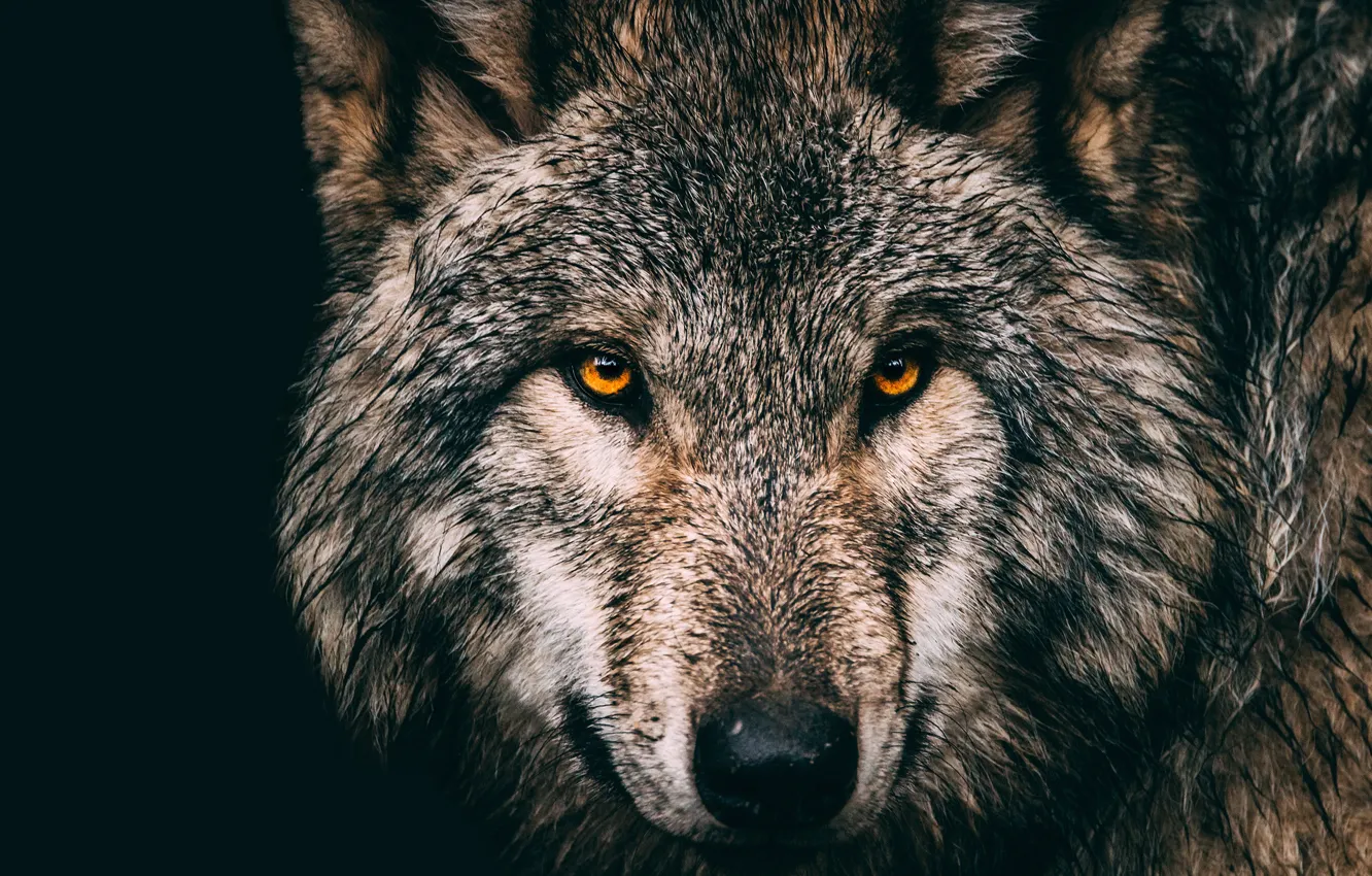 Photo wallpaper look, face, close-up, grey, wolf, portrait, black background