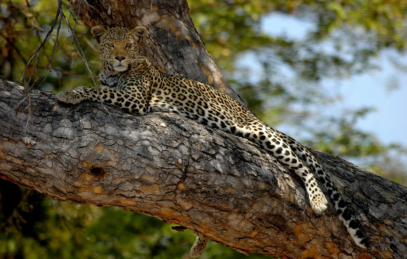 Photo wallpaper cat, tree, stay, leopard