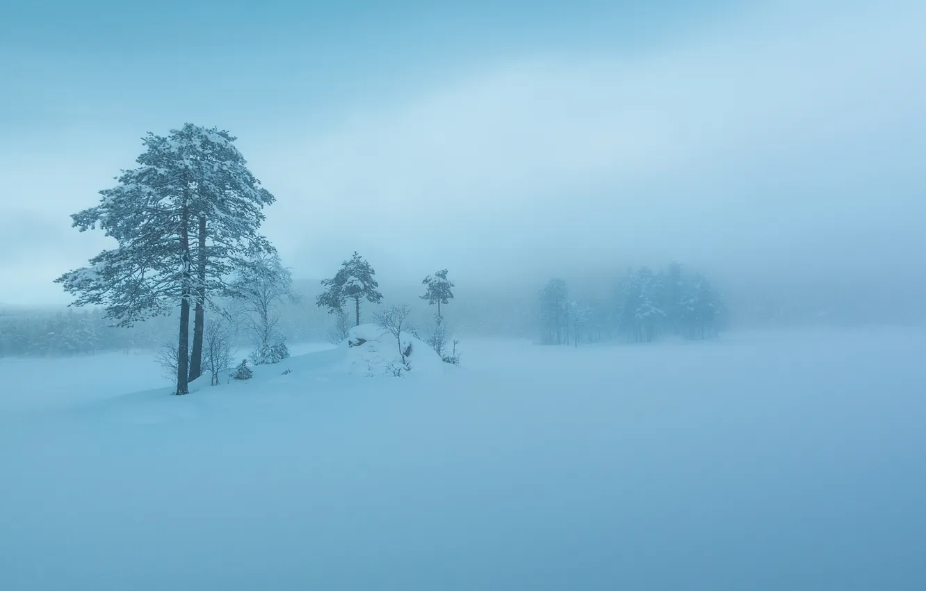 Photo wallpaper winter, the sky, snow, trees, fog