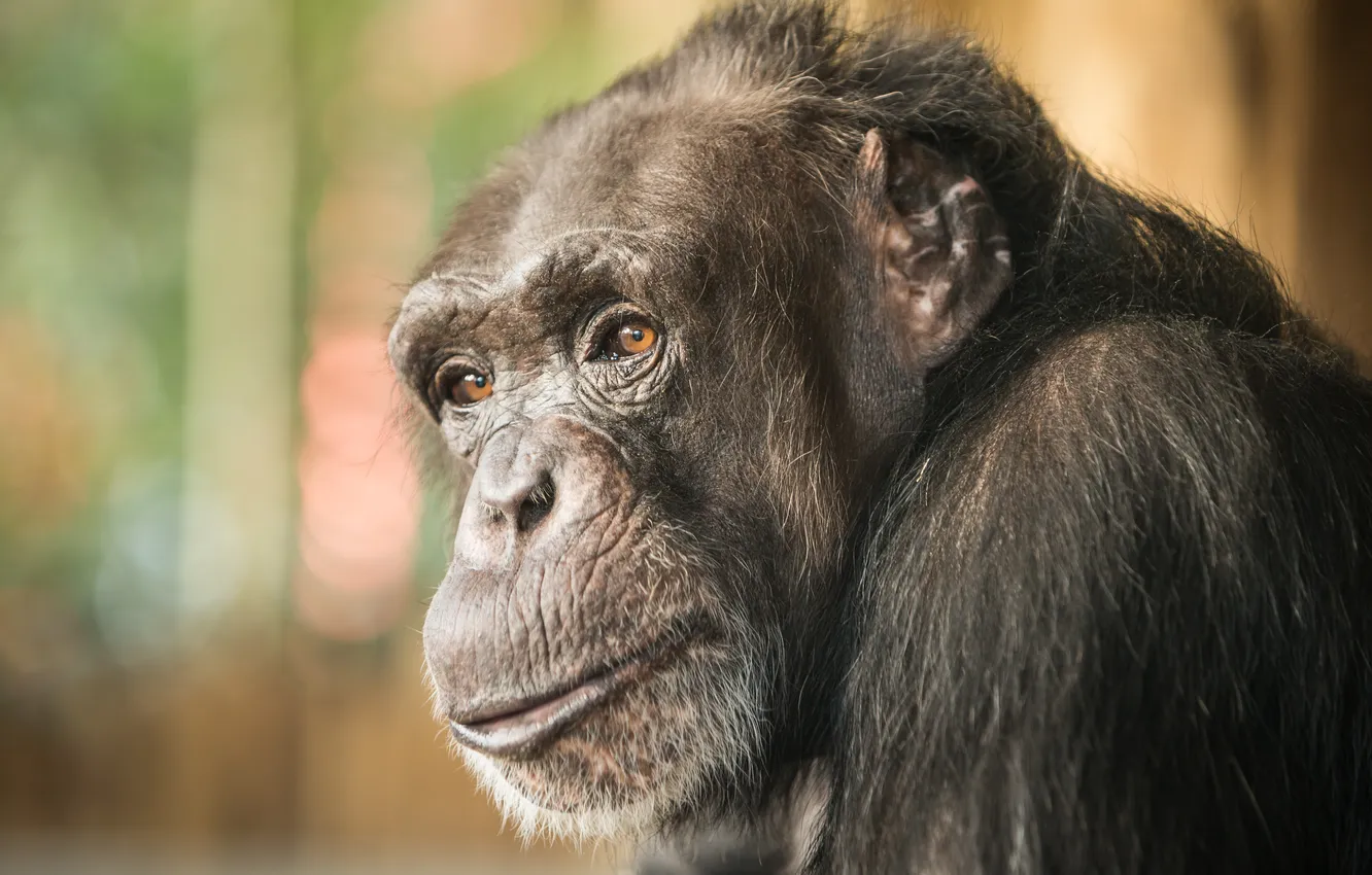 Photo wallpaper look, nature, monkey