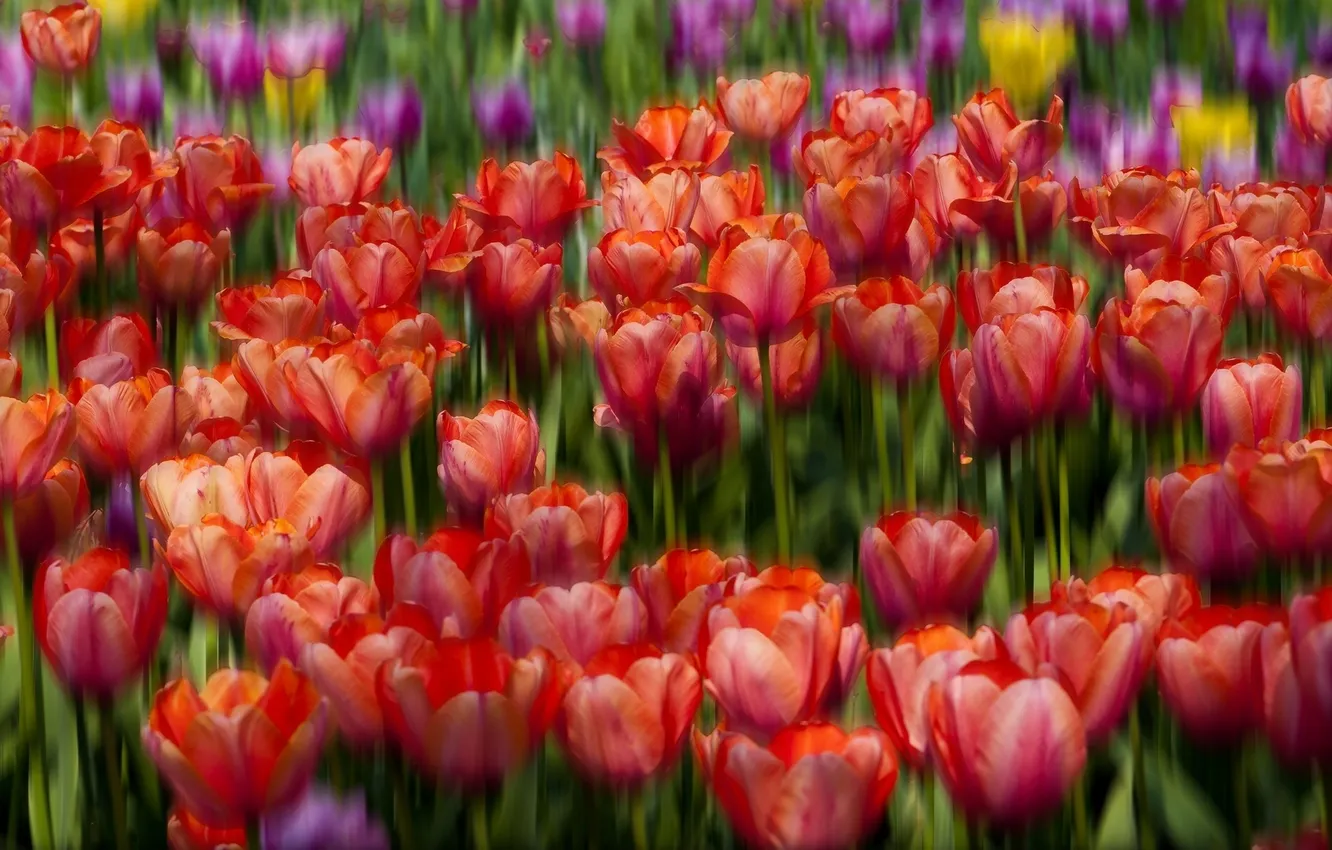 Photo wallpaper tulips, buds, bokeh