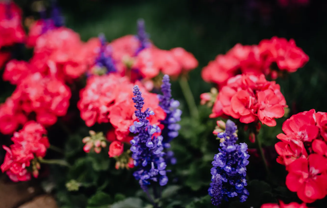 Photo wallpaper green, flowers, street, beauitiful