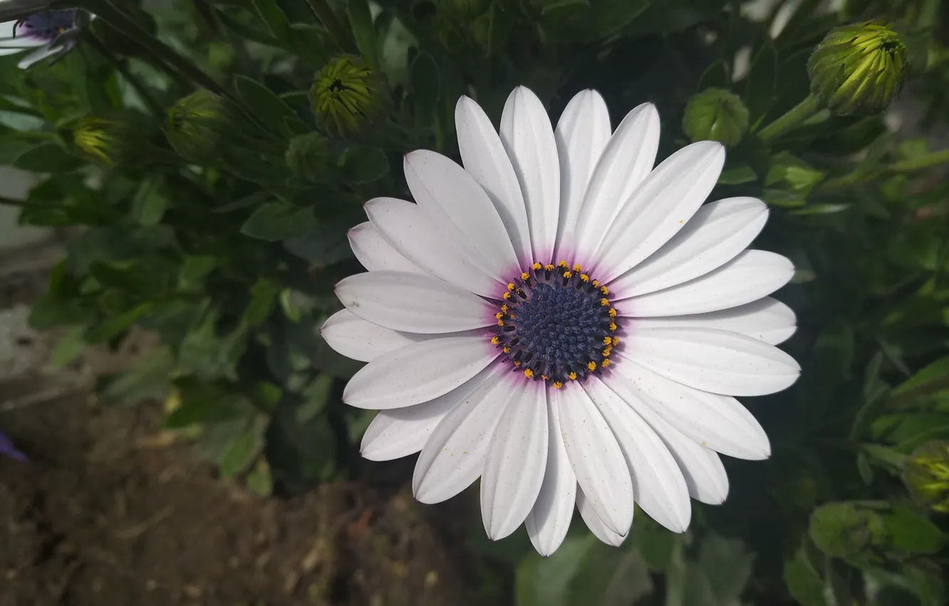 Photo wallpaper macro, macro, white flower, Osteospermum, White flower