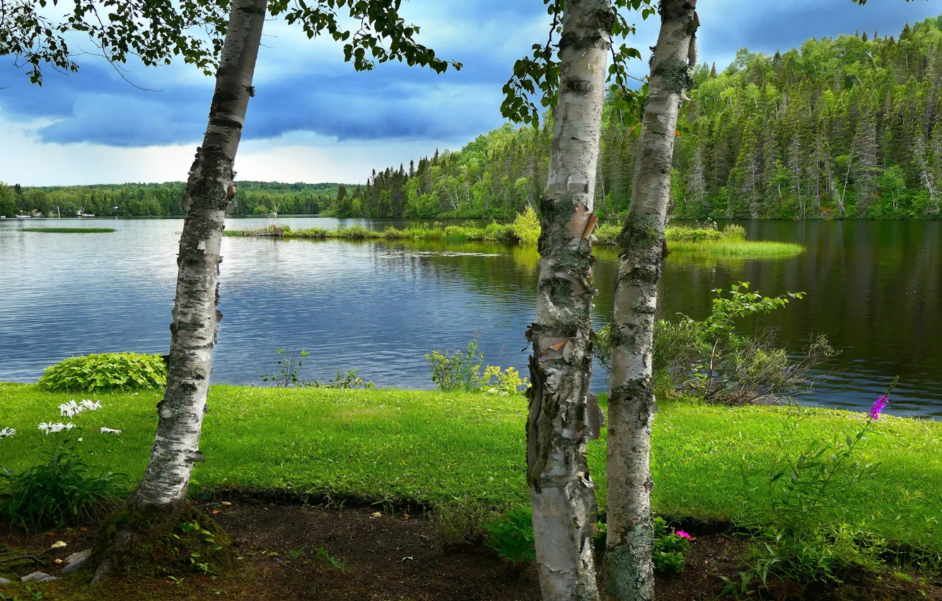 Photo wallpaper greens, forest, summer, grass, clouds, trees, lake, pond