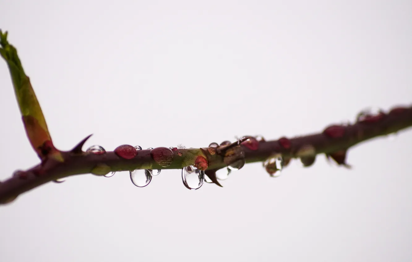 Photo wallpaper dew, branch, dewdrops, rose thorns, rose bush