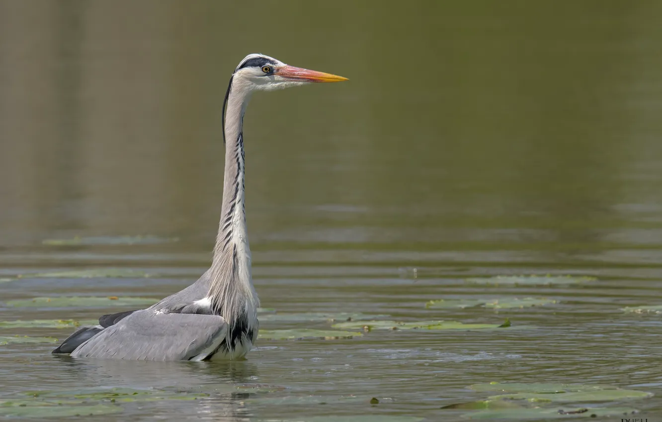 Photo wallpaper water, nature, lake, bird, Heron, DUELL ©