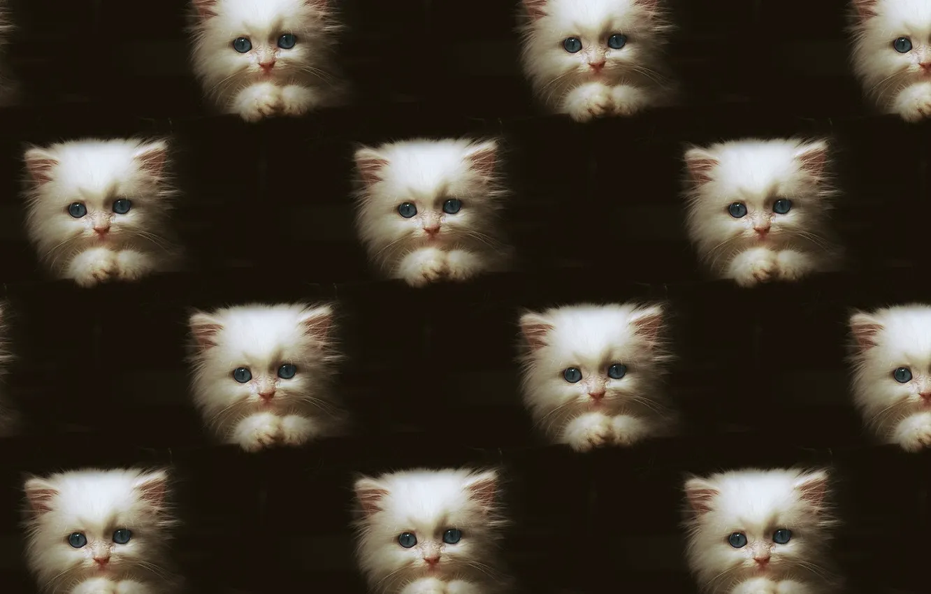 Photo wallpaper background, kitty, pussy