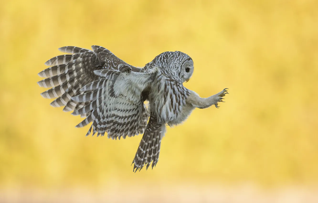 Photo wallpaper flight, background, owl