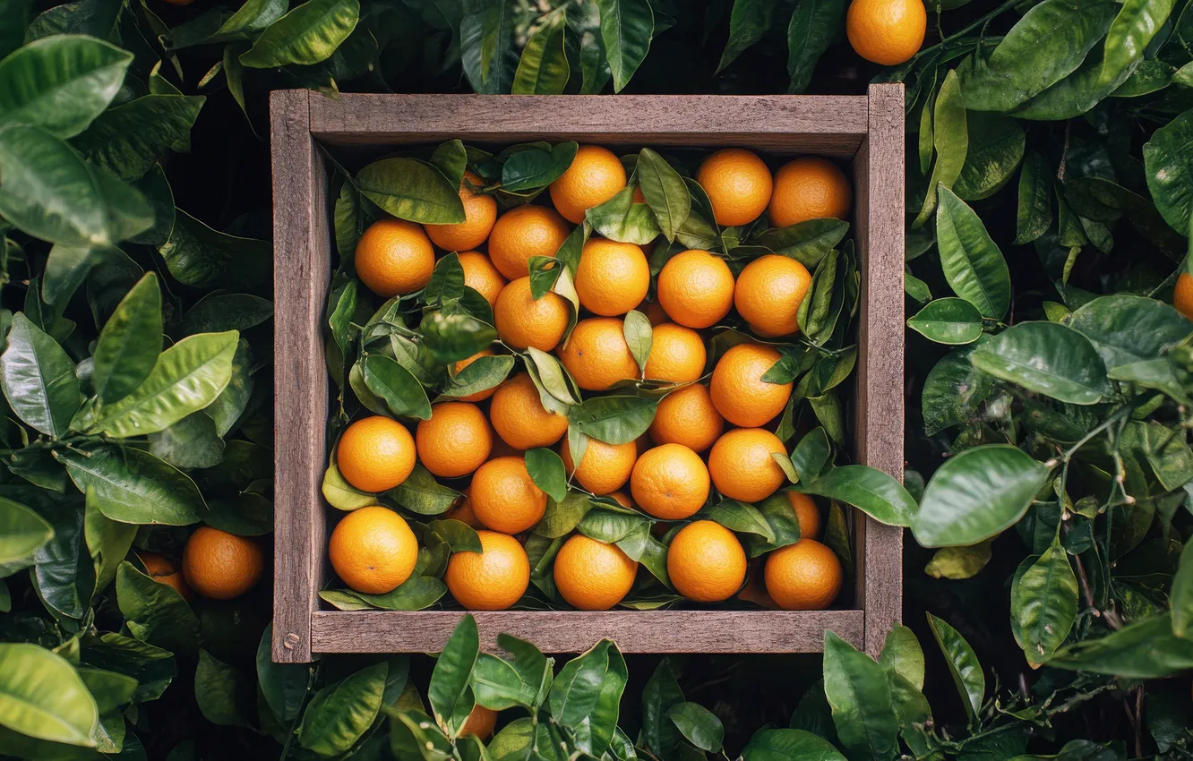 Photo wallpaper leaves, orange, harvest, fruit, box, a lot, AI art, neural network