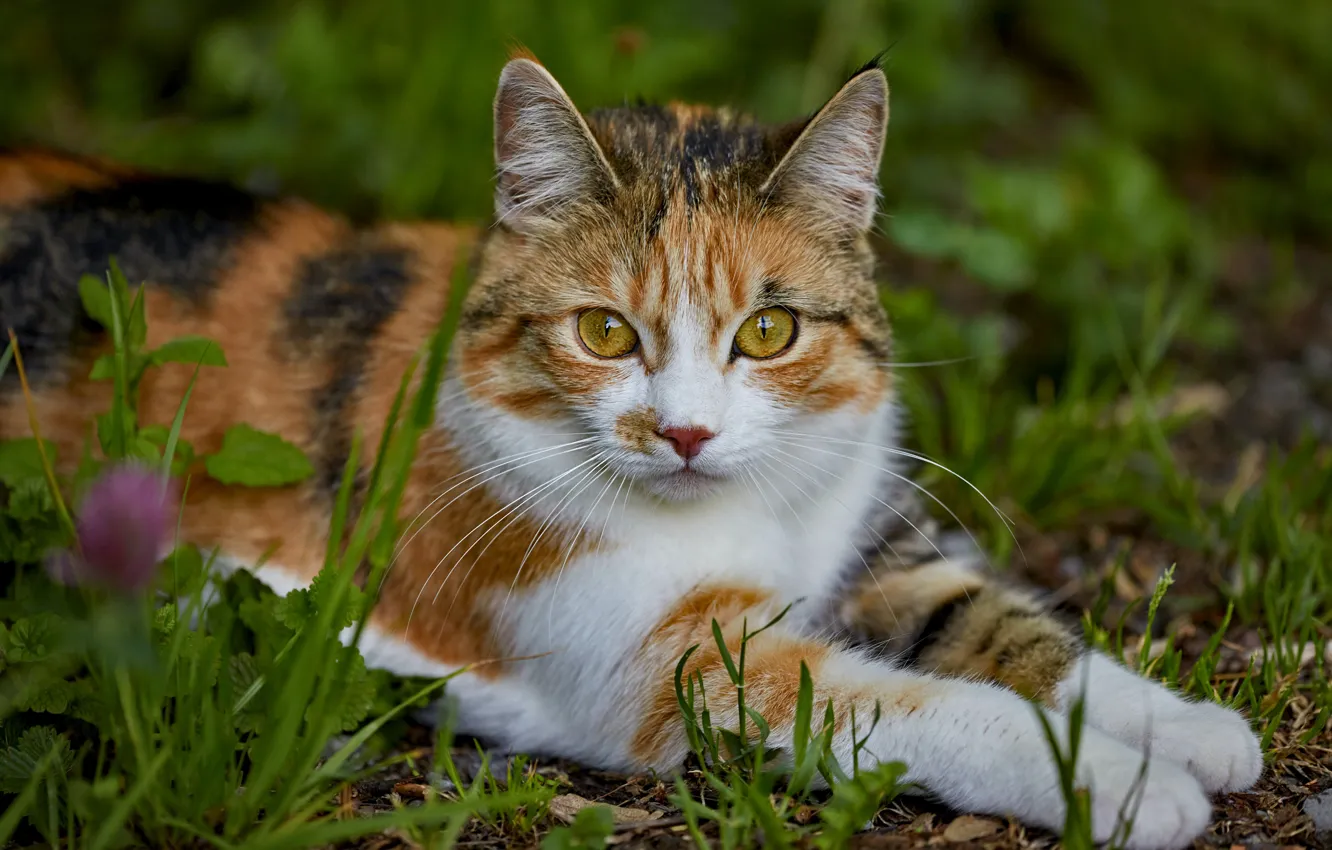 Photo wallpaper cat, grass, look, face, nature, pose, paws, lies