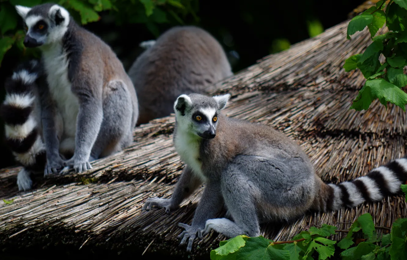 Photo wallpaper roof, straw, lemur, hut
