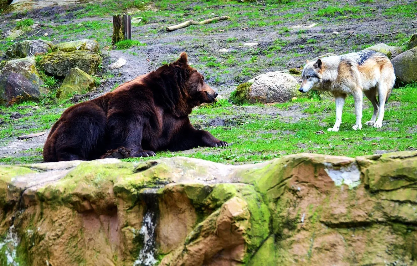 Photo wallpaper bear, Predator, nature, snow, face, animal, wolf, canis lupus