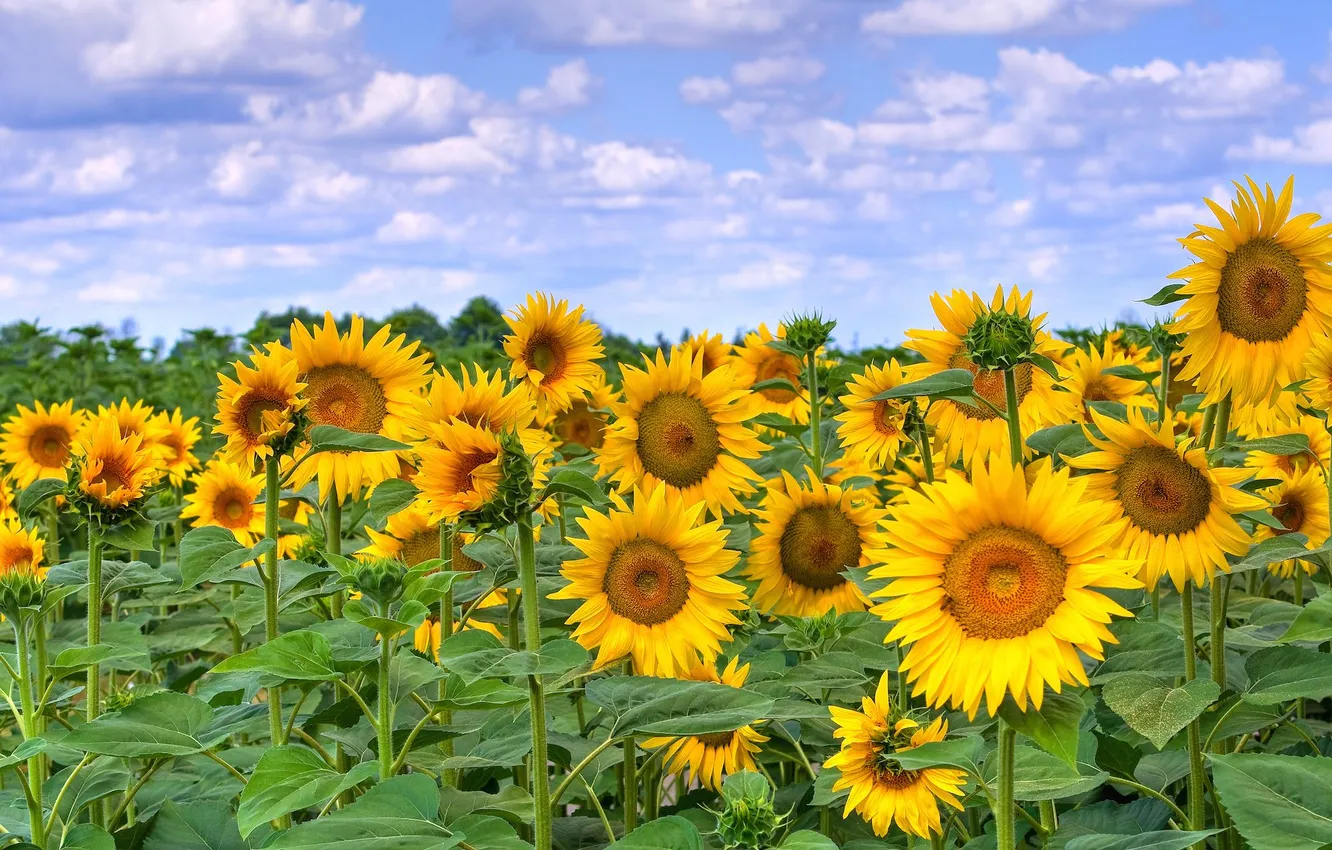 Photo wallpaper field, sunflowers, cloud.