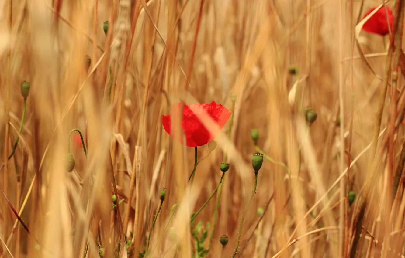Photo wallpaper field, grass, flowers, red, Maki, cereals