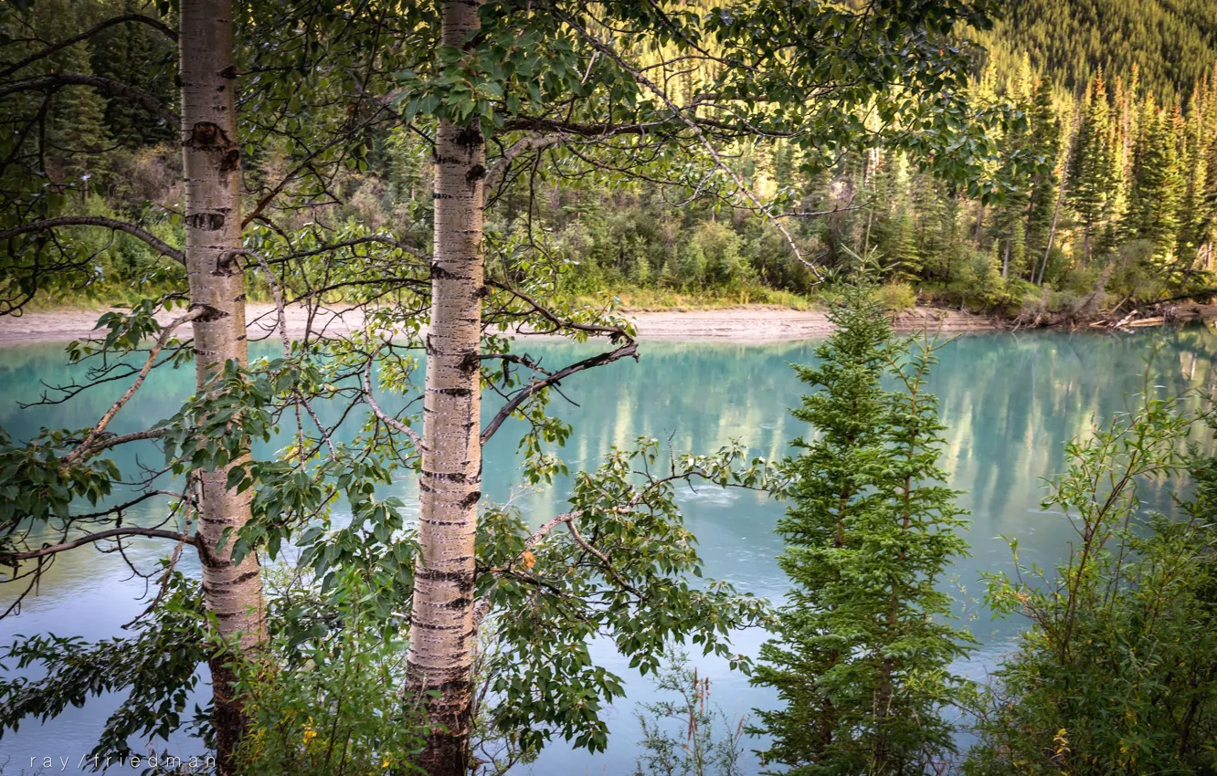Photo wallpaper trees, river, spruce, birch