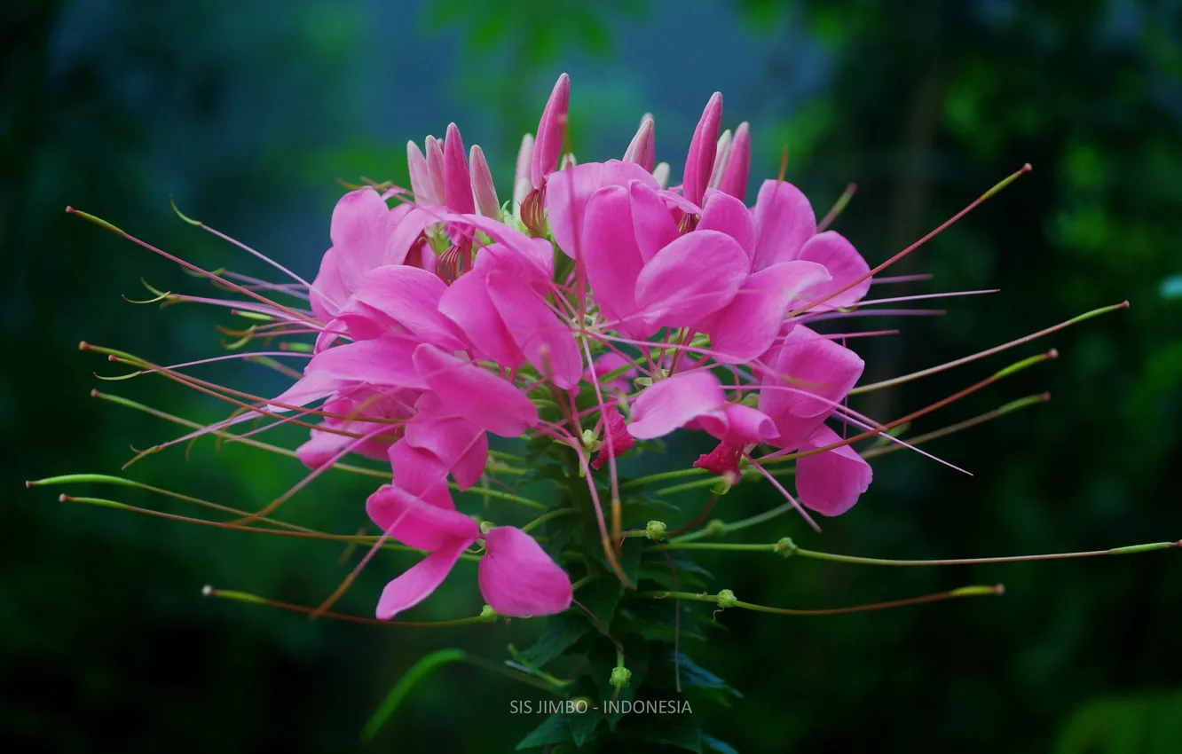 Photo wallpaper flowers, background, pink flowers