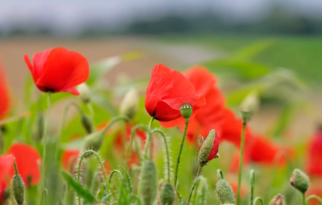 Photo wallpaper summer, flowers, red, nature, Mac, Maki, buds, green background