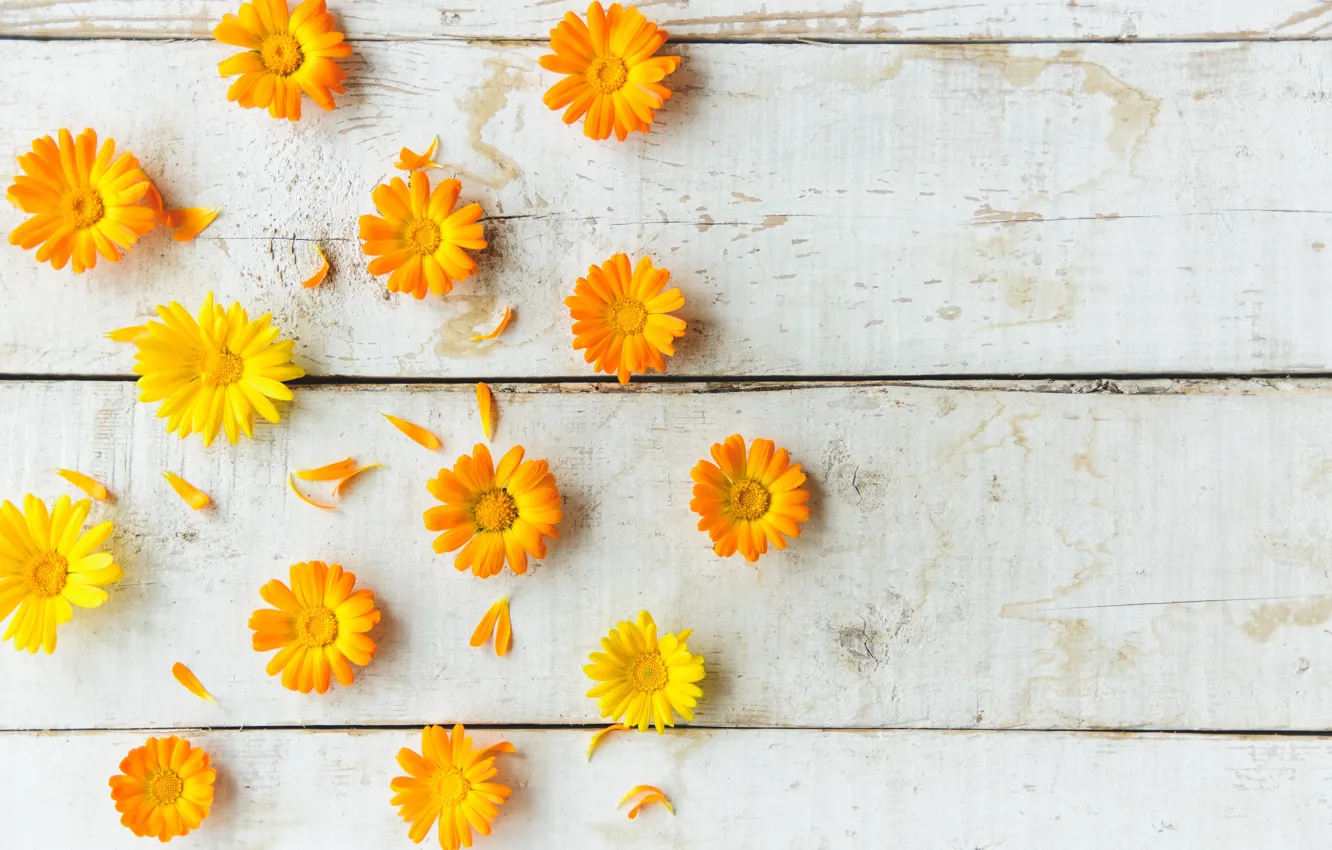 Photo wallpaper flowers, yellow, background, calendula