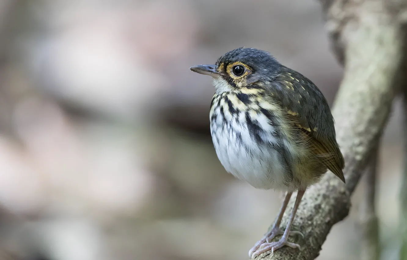 Photo wallpaper branches, bird, baby