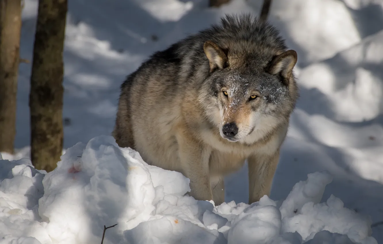 Photo wallpaper winter, look, face, light, snow, trees, nature, pose