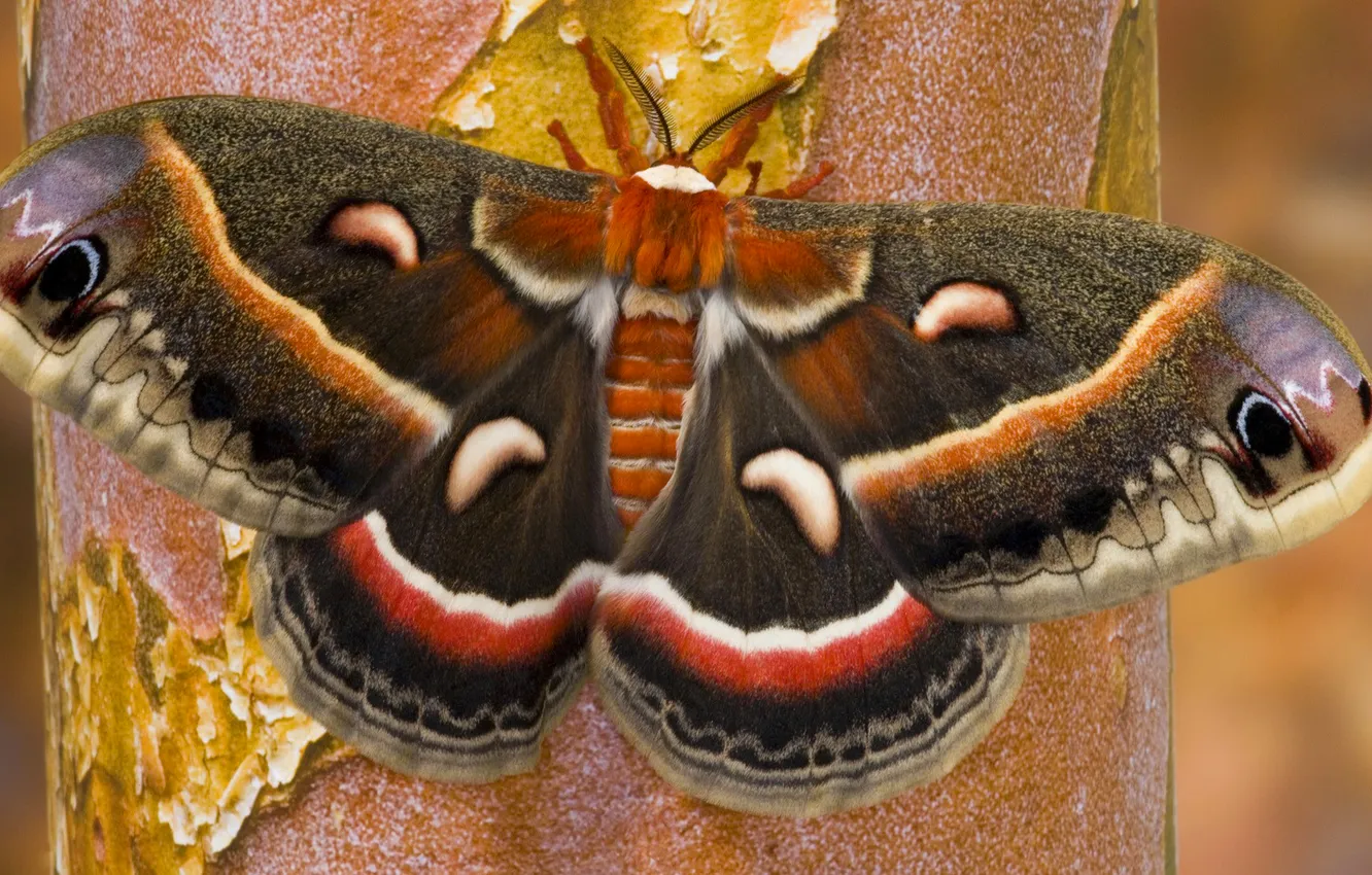 Photo wallpaper tree, pattern, butterfly, color, wings, moth