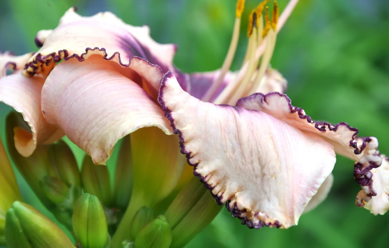 Photo wallpaper macro, flowers, nature