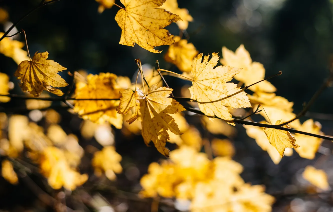 Photo wallpaper leaves, branches, yellow