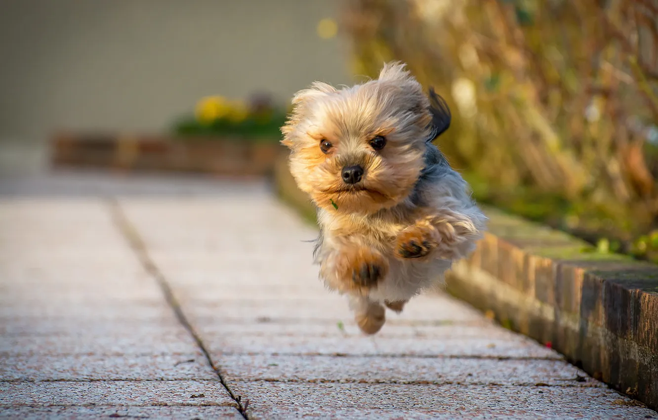 Photo wallpaper street, dog, running