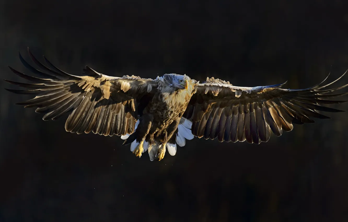 Photo wallpaper nature, bird, White Tailed Eagle