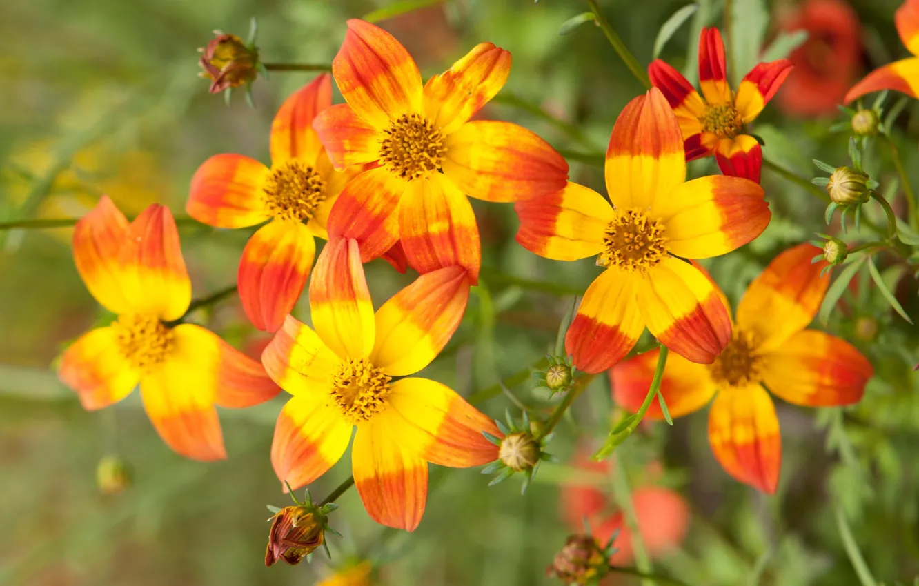 Photo wallpaper macro, petals, buds, Bidens, The sequence