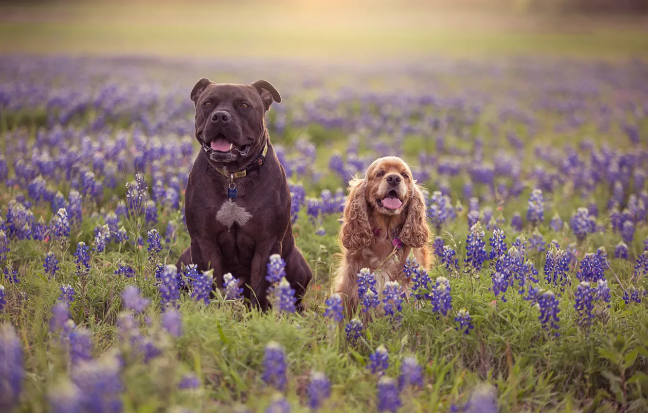 Photo wallpaper dogs, flowers, meadow, pair, two dogs, lupins