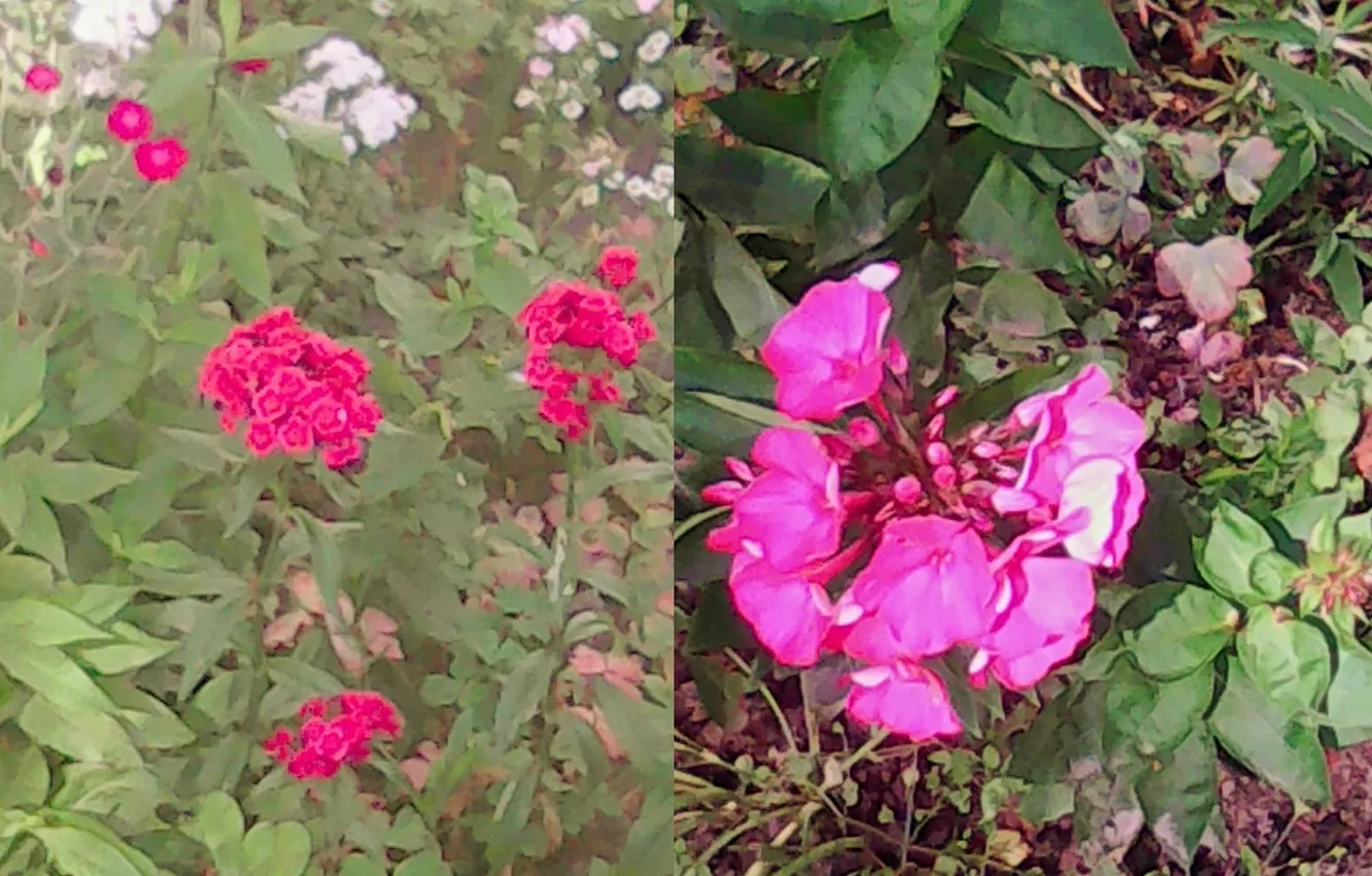 Photo wallpaper flowers, Phlox, Summer 2025