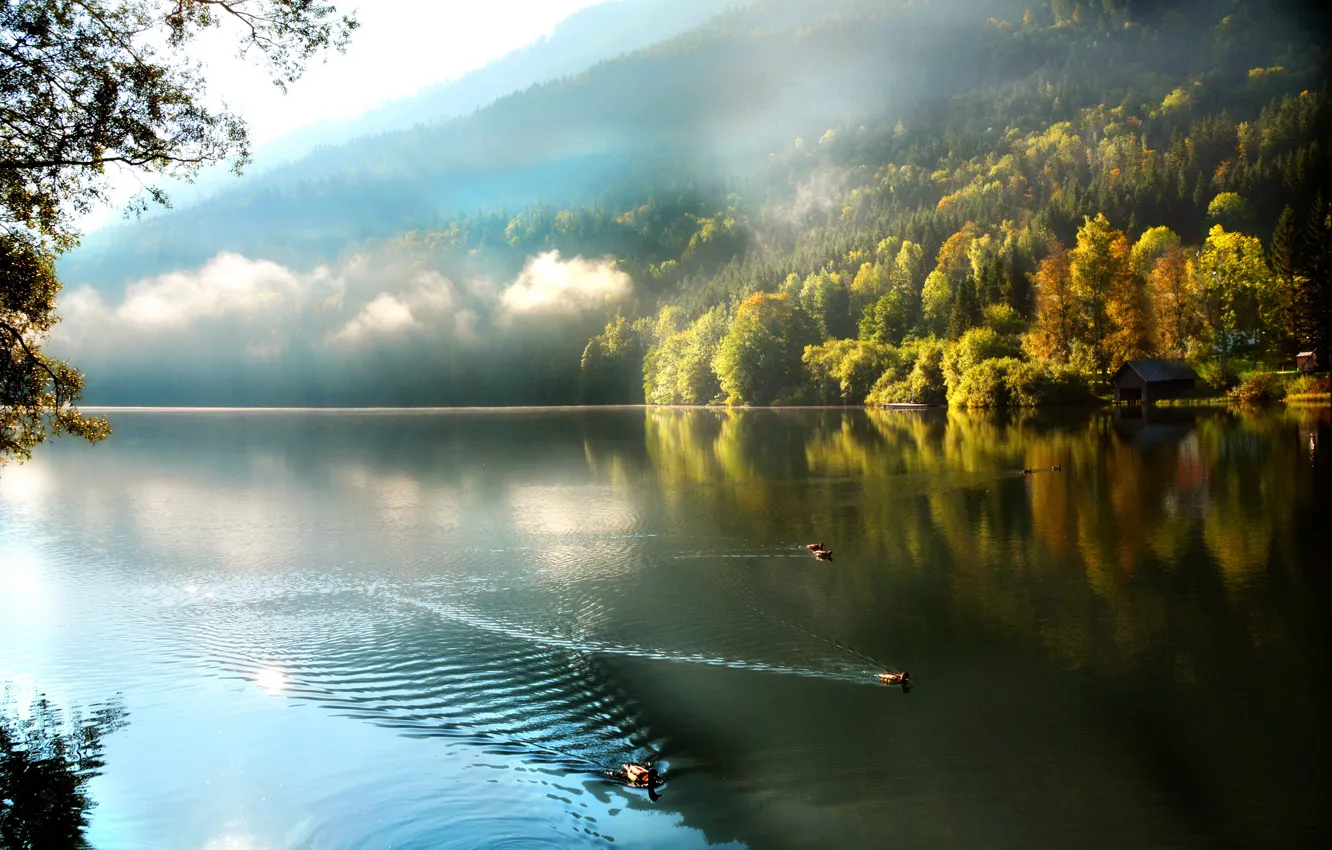 Photo wallpaper forest, mountains, fog, lake, duck, morning