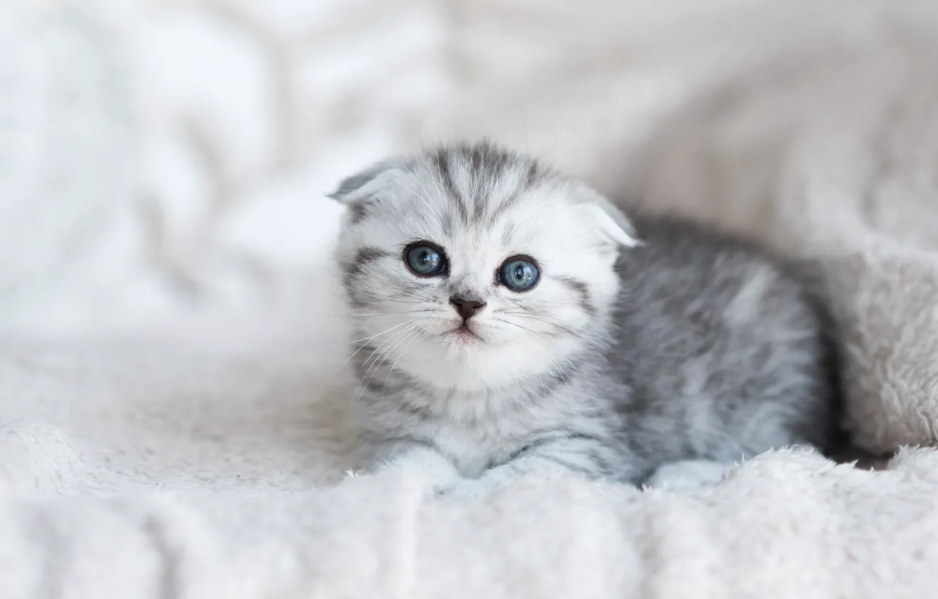 Photo wallpaper baby, kitty, Scottish