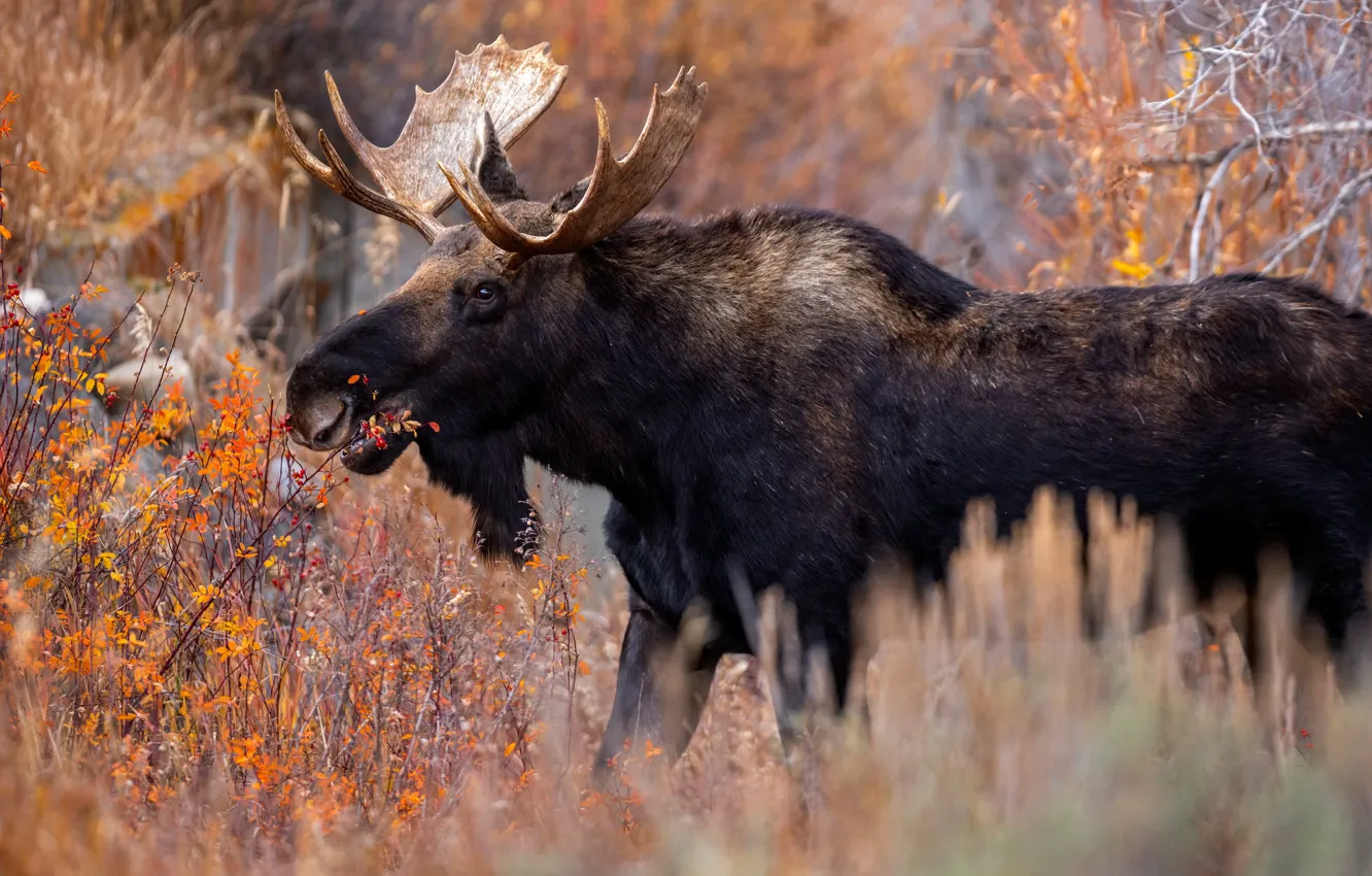 Photo wallpaper autumn, forest, face, thickets, horns, walk, the bushes, moose