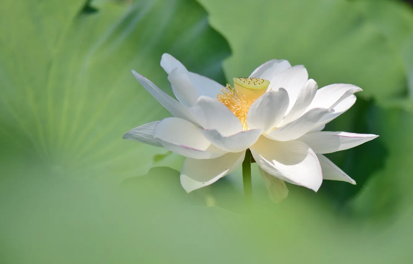 Photo wallpaper white, flowers, green, background, Lotus