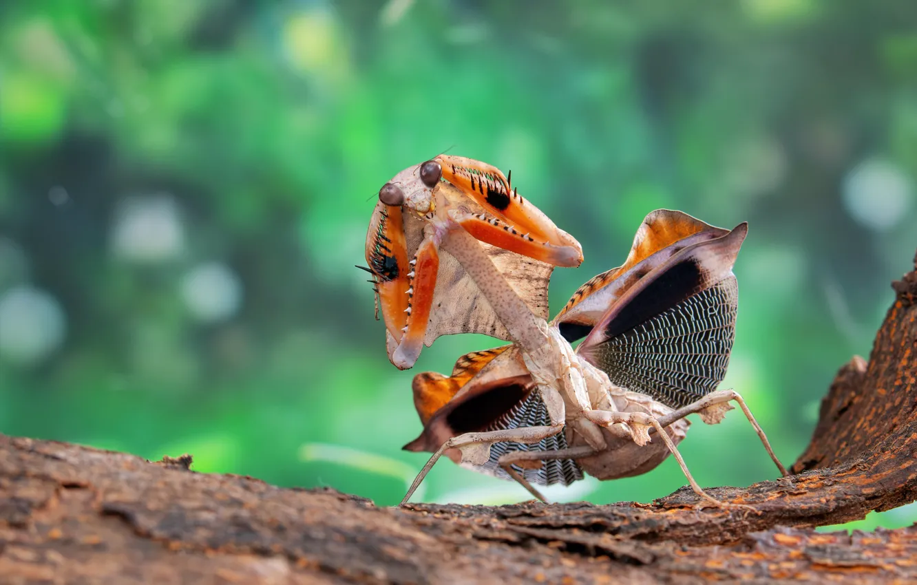 Photo wallpaper look, macro, orange, pose, dance, legs, mantis, insect