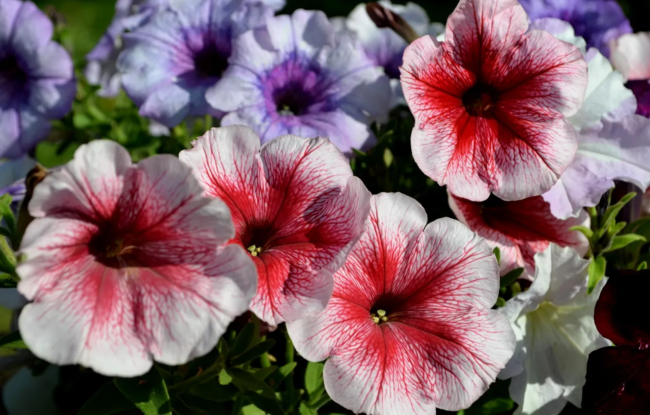 Photo wallpaper macro, bright, Petunia
