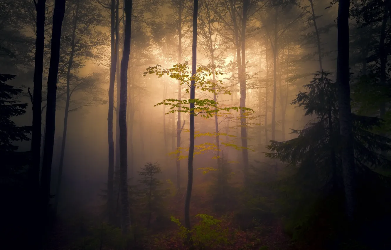 Photo wallpaper forest, leaves, trees, branches, nature, fog