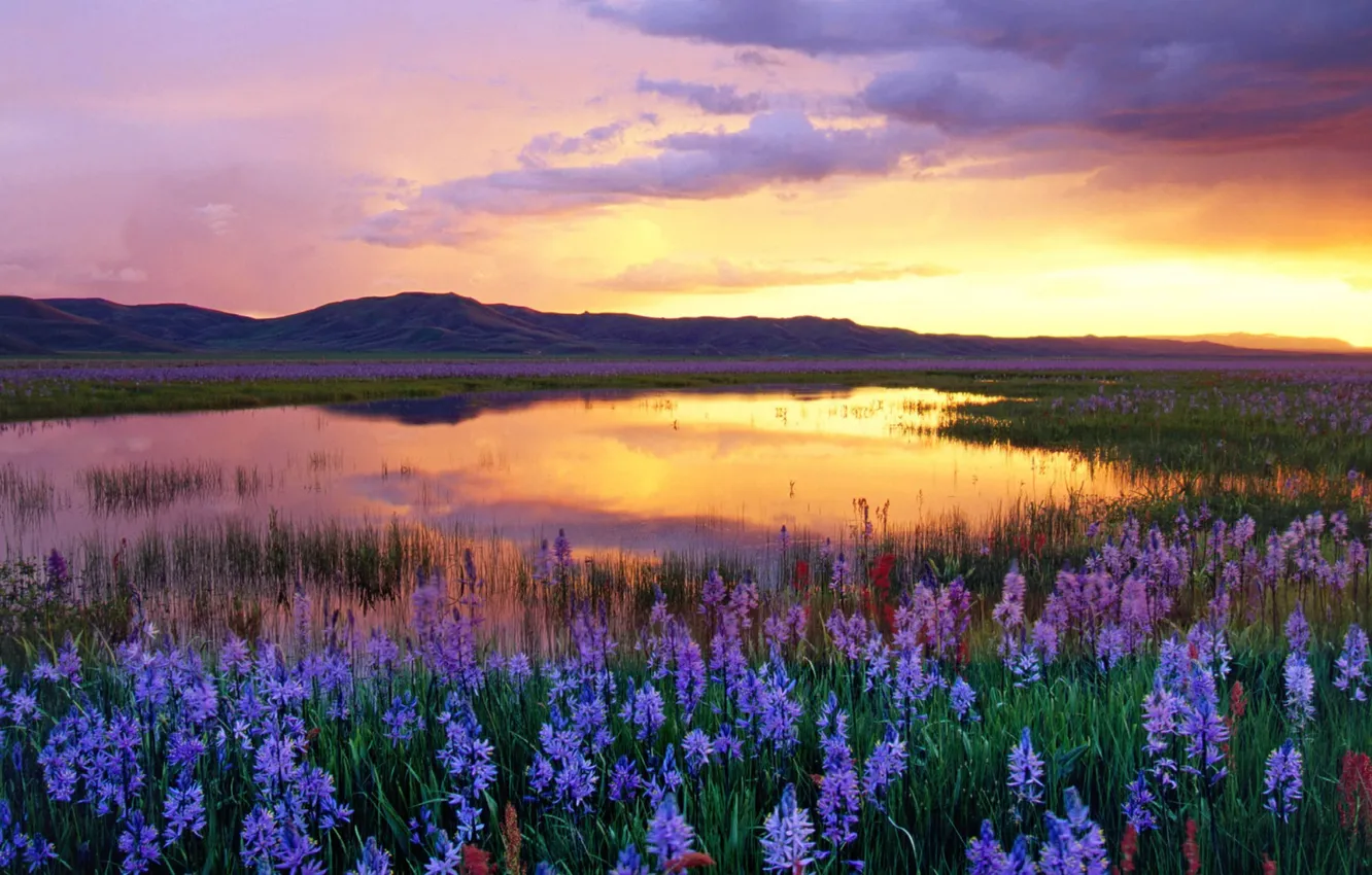 Photo wallpaper field, the sky, clouds, landscape, sunset, flowers, mountains, nature