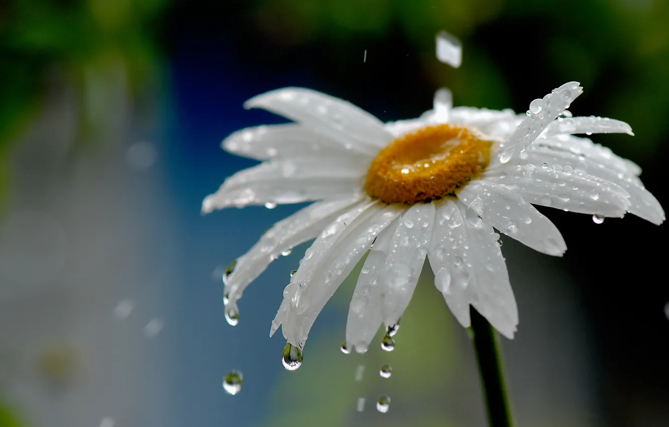 Photo wallpaper flower, water, drops, nature, rain, Daisy