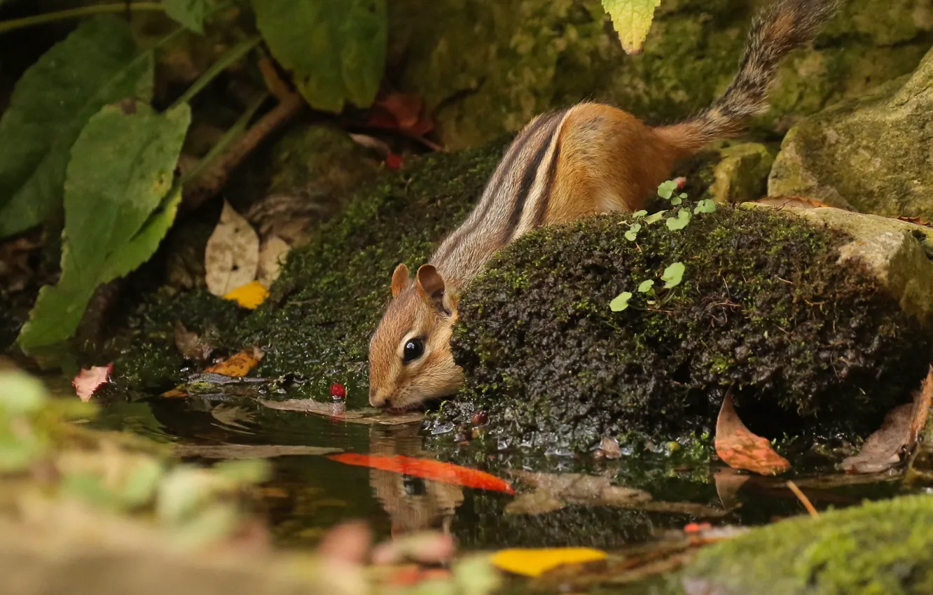 Photo wallpaper leaves, water, nature, stones, animal, Chipmunk, animal, rodent