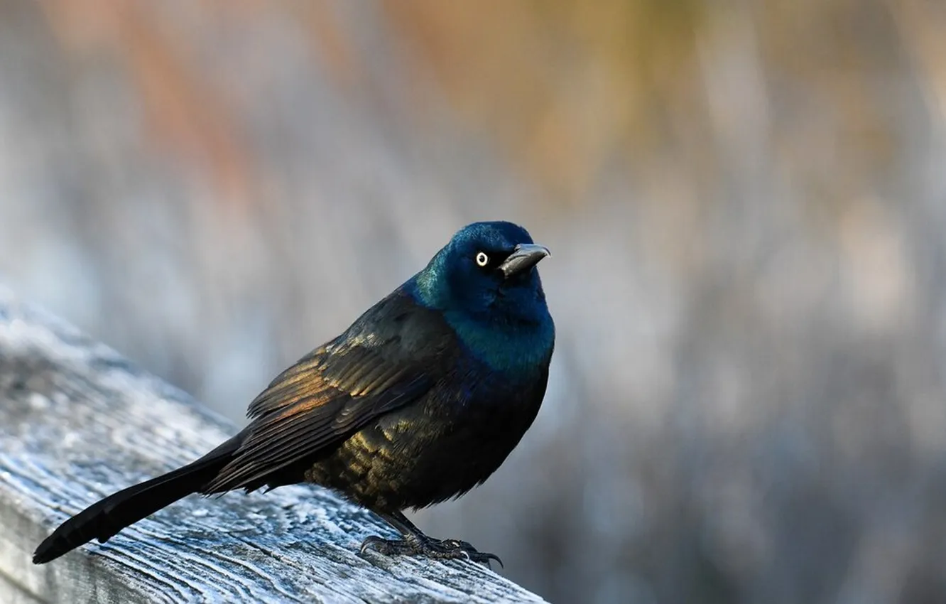 Photo wallpaper microsemi, bird, beak, beautiful, black feathers