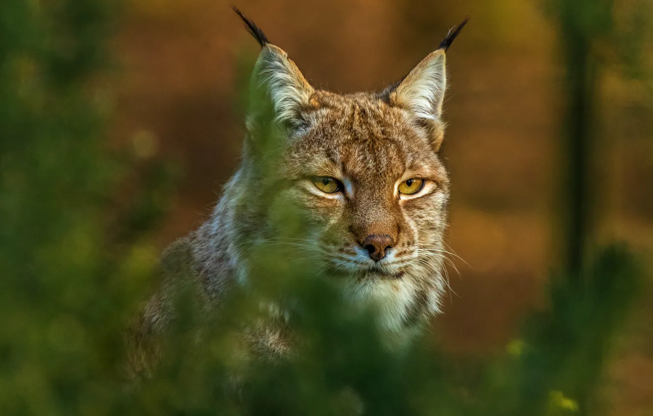 Photo wallpaper cat, look, face, branches, background, portrait, lynx, bokeh