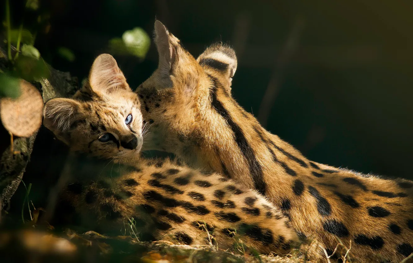 Photo wallpaper look, light, the dark background, shadow, pair, lies, cub, kitty